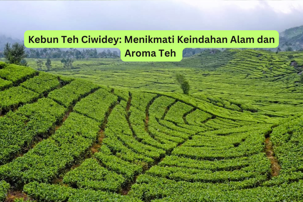 Kebun Teh Ciwidey Menikmati Keindahan Alam dan Aroma Teh